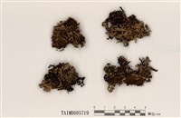 藏品(條袋梅衣)的圖片